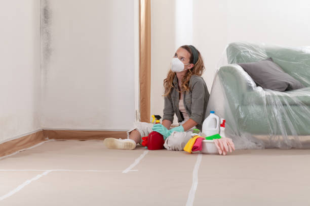 Reliable Mold Cleanup contractor in Quincy, MI by Cheap Mold Removal